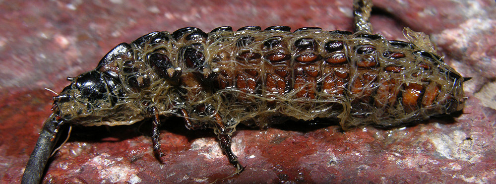 Aiuto determinazione: larva di Carabus sp.